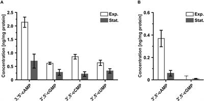 Putative Nucleotide-Based Second Messengers in the Archaeal Model Organisms Haloferax volcanii and Sulfolobus acidocaldarius